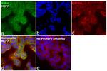 B-Raf Antibody in Immunocytochemistry (ICC/IF)