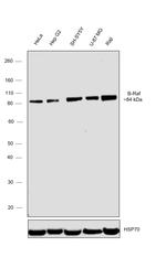 B-Raf Antibody in Western Blot (WB)