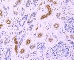 GCLC Antibody in Immunohistochemistry (Paraffin) (IHC (P))