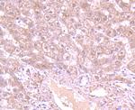 GCLC Antibody in Immunohistochemistry (Paraffin) (IHC (P))