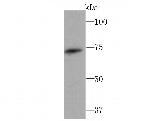 GCLC Antibody in Western Blot (WB)