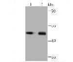 MEIS1 Antibody in Western Blot (WB)