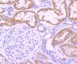 DOPA Decarboxylase Antibody in Immunohistochemistry (Paraffin) (IHC (P))