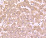 DOPA Decarboxylase Antibody in Immunohistochemistry (Paraffin) (IHC (P))