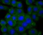 PGF Antibody in Immunocytochemistry (ICC/IF)