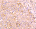 PGF Antibody in Immunohistochemistry (Paraffin) (IHC (P))