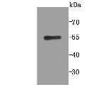 PGF Antibody in Western Blot (WB)