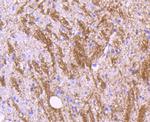 MOG Antibody in Immunohistochemistry (Paraffin) (IHC (P))