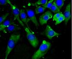 C9orf126 Antibody in Immunocytochemistry (ICC/IF)