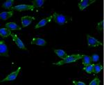 C9orf126 Antibody in Immunocytochemistry (ICC/IF)