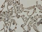 C9orf126 Antibody in Immunohistochemistry (Paraffin) (IHC (P))