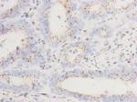 GOLGA5 Antibody in Immunohistochemistry (Paraffin) (IHC (P))