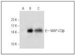 LDHA Antibody in Western Blot (WB)