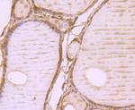 WSCD2 Antibody in Immunohistochemistry (Paraffin) (IHC (P))