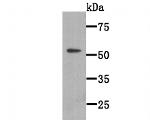 WSCD2 Antibody in Western Blot (WB)