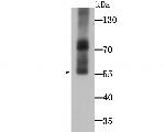 WSCD2 Antibody in Western Blot (WB)