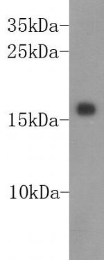 ID2 Antibody in Western Blot (WB)