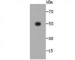 NXPE3 Antibody in Western Blot (WB)