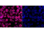 DPY30 Antibody in Immunocytochemistry (ICC/IF)