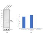 CDK2 Antibody in Western Blot (WB)