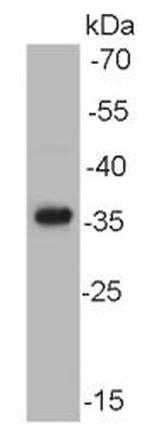 AKR7A2 Antibody in Western Blot (WB)