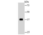 AKR7A2 Antibody in Western Blot (WB)