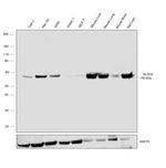 ALDH2 Antibody in Western Blot (WB)