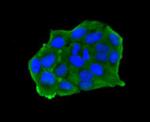 ESD Antibody in Immunocytochemistry (ICC/IF)