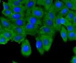 ESD Antibody in Immunocytochemistry (ICC/IF)