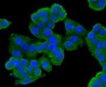 ESD Antibody in Immunocytochemistry (ICC/IF)