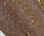 ESD Antibody in Immunohistochemistry (Paraffin) (IHC (P))