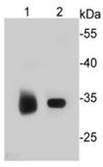 ESD Antibody in Western Blot (WB)