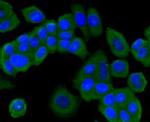 PI3K p85 alpha Antibody in Immunocytochemistry (ICC/IF)