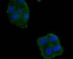 Haptoglobin Antibody in Immunocytochemistry (ICC/IF)