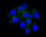 Haptoglobin Antibody in Immunocytochemistry (ICC/IF)