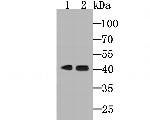 Haptoglobin Antibody in Western Blot (WB)