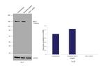 SMC1 Antibody in Western Blot (WB)