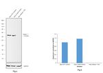 Beclin 1 Antibody