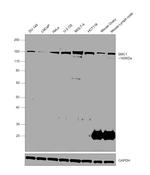 SMC1 Antibody in Western Blot (WB)