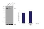 SMC1 Antibody in Western Blot (WB)