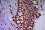 PPP4C Antibody in Immunohistochemistry (Paraffin) (IHC (P))