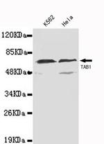 TAB1 Antibody in Western Blot (WB)