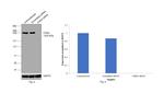 CHD4 Antibody