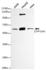 CYP17A1 Antibody in Western Blot (WB)