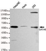 GATA6 Antibody in Western Blot (WB)