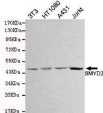 SMYD2 Antibody in Western Blot (WB)