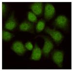 WDR77 Antibody in Immunocytochemistry (ICC/IF)