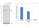 DDX3 Antibody in Western Blot (WB)