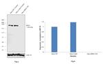 BRG1 Antibody in Western Blot (WB)