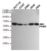 PKM2 Antibody in Western Blot (WB)